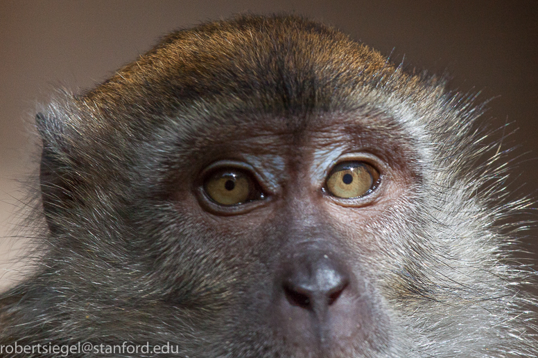 monkey eyes